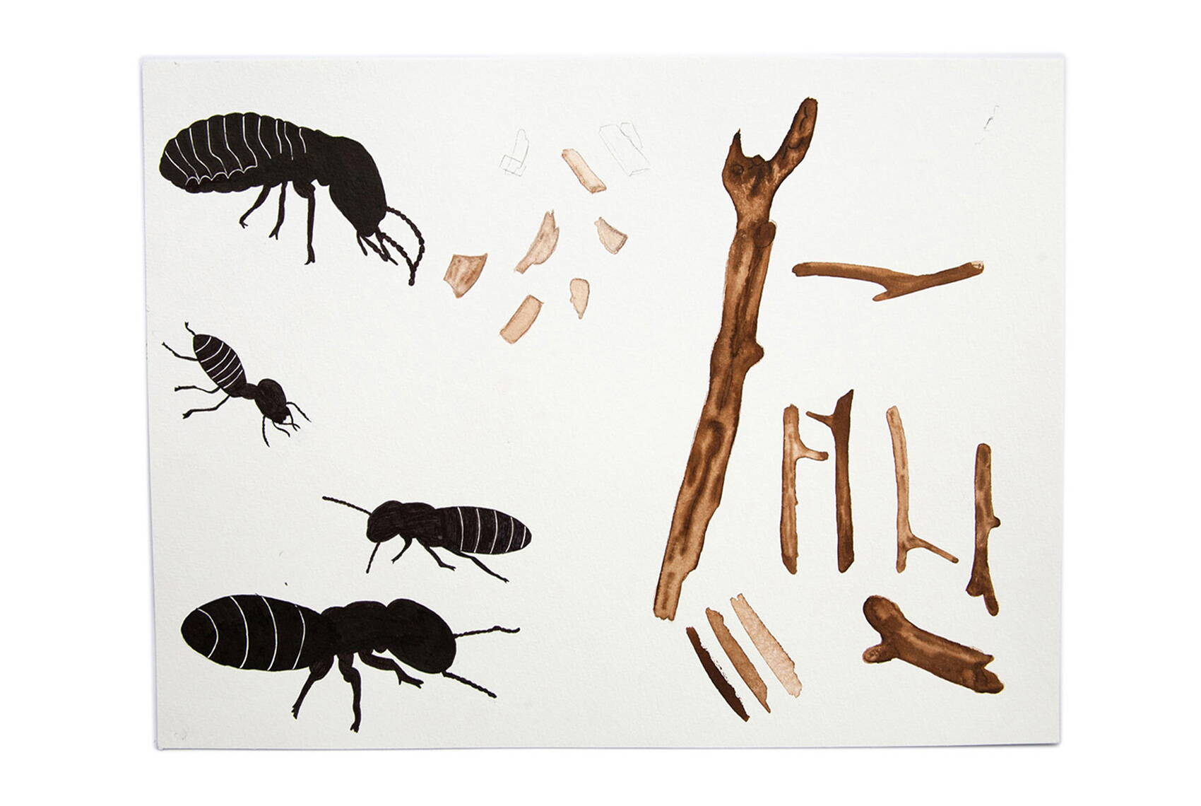 Buur, Näll, Ass – der Insektenjass. Jasskartendesign Illustration Entwürfe mit Tusche von deiner Grafik Agentur in Winterthur.